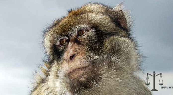 mono capuchino en venta