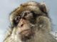 mono capuchino en venta